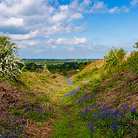Buy canvas prints of Bluebells by the path on Old Oswestry hill fort in by Steve Heap
