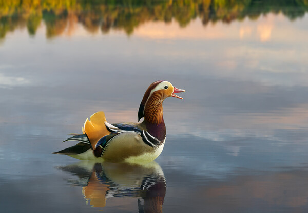 Mandarin duck floats on Ellesmere Mere to a clear reflection of  Picture Board by Steve Heap