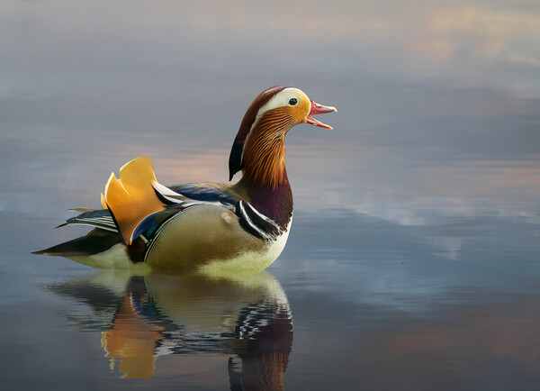 Mandarin duck floats on Ellesmere Mere to a clear reflection of  Picture Board by Steve Heap