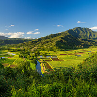 Buy canvas prints of Panoramic view over the Hanalei national wildlife refuge Kauai by Steve Heap