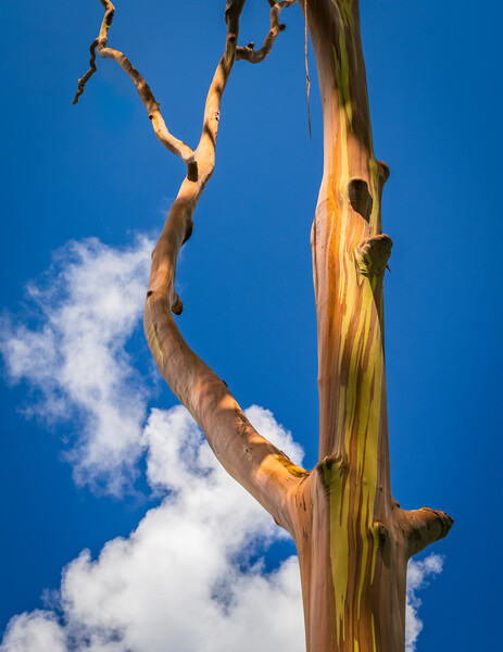 Branches of rainbow eucalyptus trees in Keahua Arboretum Picture Board by Steve Heap