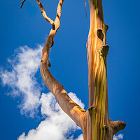 Buy canvas prints of Branches of rainbow eucalyptus trees in Keahua Arboretum by Steve Heap