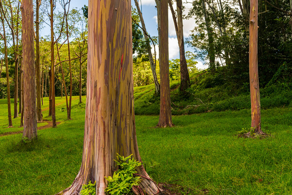 Group of rainbow eucalyptus trees in Keahua Arboretum Picture Board by Steve Heap
