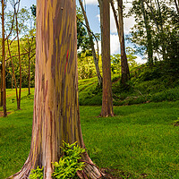Buy canvas prints of Group of rainbow eucalyptus trees in Keahua Arboretum by Steve Heap