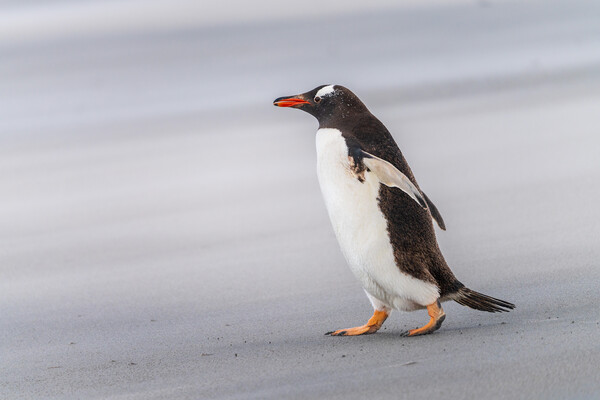 Single Gentoo penguin on Falklands walking to ocean Picture Board by Steve Heap