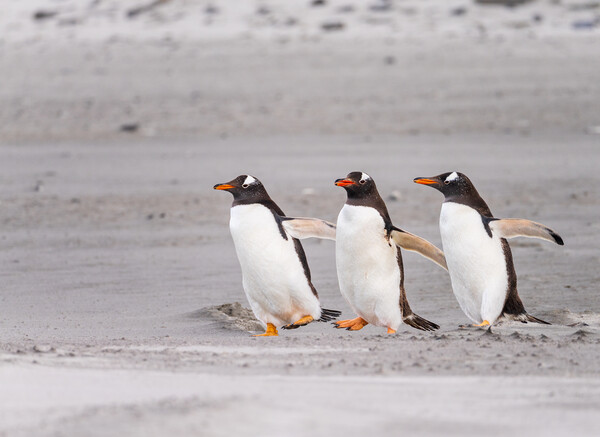 Three Gentoo penguins at Bluff Cove  running on sandy beach Picture Board by Steve Heap