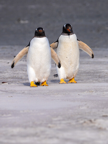 Two Gentoo penguins at Bluff Cove on Falklands walking to ocean Picture Board by Steve Heap