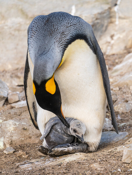 Small chick hiding in the feathers of a King Penguin at Bluff Co Picture Board by Steve Heap
