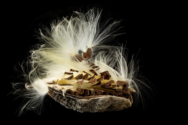Macro photo of swamp milkweed seed pod Picture Board by Steve Heap