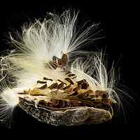 Buy canvas prints of Macro photo of swamp milkweed seed pod by Steve Heap