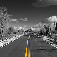 Buy canvas prints of The road goes on for ever in Saguaro national park by Steve Heap