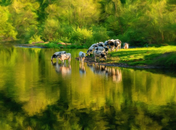 Digital art of cows in River Dee outside Llangolle Picture Board by Steve Heap