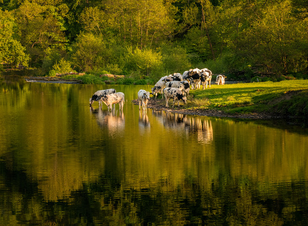 Late afternoon view of cows in River Dee outside L Picture Board by Steve Heap