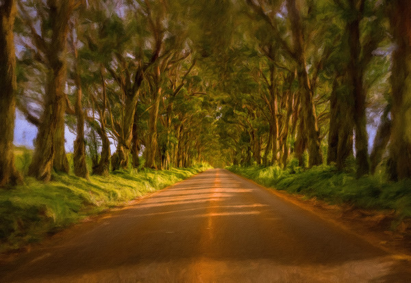 Famous Tree Tunnel of Eucalyptus on Kauai Picture Board by Steve Heap