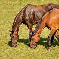 Buy canvas prints of Detail of two brown horses grazing in a meadow by Steve Heap