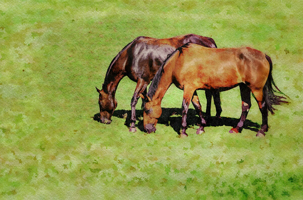 Digital water color of two brown horses Picture Board by Steve Heap