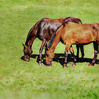 Buy canvas prints of Digital water color of two brown horses by Steve Heap