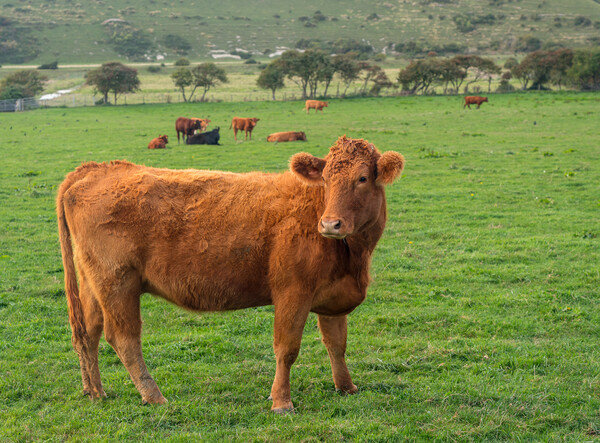 Brown cow looking at camera in English field Picture Board by Steve Heap