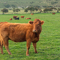Buy canvas prints of Brown cow looking at camera in English field by Steve Heap