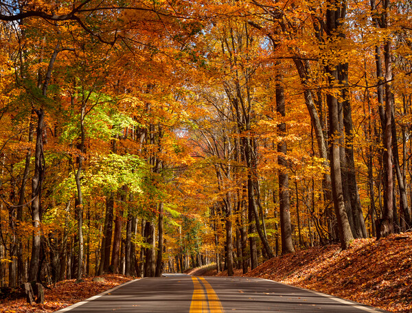 Road leading to Coopers Rock state park overlook in West Virgini Picture Board by Steve Heap