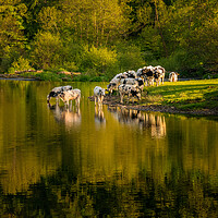 Buy canvas prints of Cows in River Dee outside Llangollen in Wales by Steve Heap