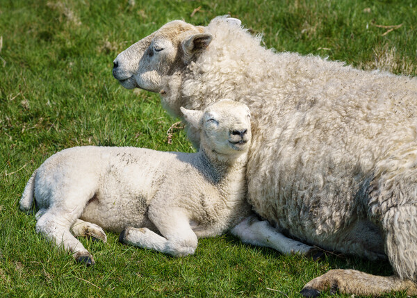 Single new born lamb with ewe relaxed on grass Picture Board by Steve Heap