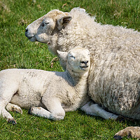 Buy canvas prints of Single new born lamb with ewe relaxed on grass by Steve Heap