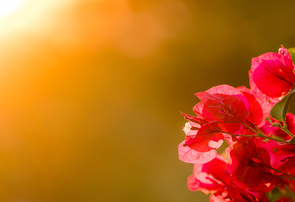 Bougainvillea flowers backlit against setting sun Picture Board by Steve Heap