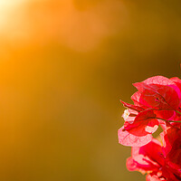 Buy canvas prints of Bougainvillea flowers backlit against setting sun by Steve Heap