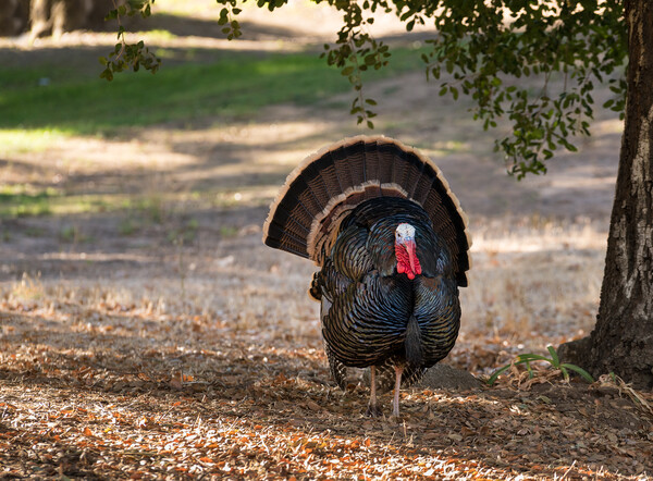 Wild turkeys strutting in sunshine Picture Board by Steve Heap