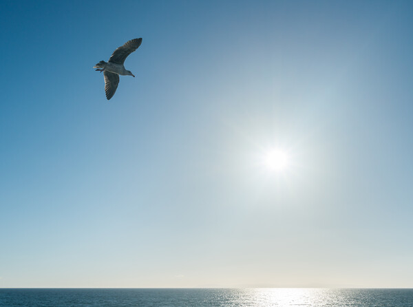 Sea gull gliding over the ocean as sun sets on horizon Picture Board by Steve Heap