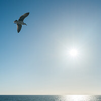 Buy canvas prints of Sea gull gliding over the ocean as sun sets on horizon by Steve Heap