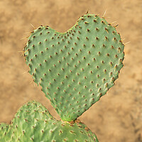 Buy canvas prints of Heart shaped cactus called Prickly Pear by Steve Heap