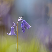 Buy canvas prints of Bluebell in springtime by Jackie Davies