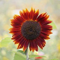 Buy canvas prints of Red Sunflower in a Cottage Garden by Jackie Davies