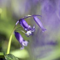 Buy canvas prints of Bluebells in Springtime by Jackie Davies