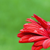 Buy canvas prints of Vibrant Red Gerbera   by Jackie Davies