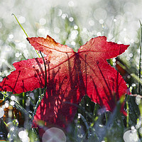 Buy canvas prints of Autumn Leaf and Dew Drops by Jackie Davies