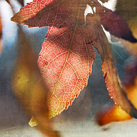 Buy canvas prints of Autumn Leaves with Texture by Jackie Davies