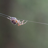Buy canvas prints of Spider  by Jackie Davies