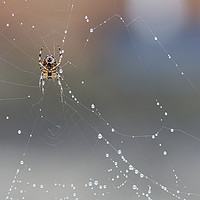 Buy canvas prints of Spider on his Web by Jackie Davies