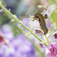 Buy canvas prints of Caterpillar by Jackie Davies
