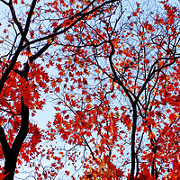 Buy canvas prints of Autumn Trees by Jackie Davies