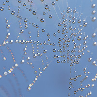 Buy canvas prints of Spider Web by Jackie Davies