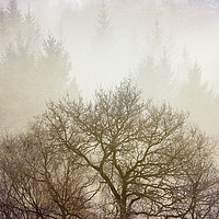 Buy canvas prints of Misty Forest by Jackie Davies