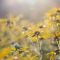 Buy canvas prints of Sunny Coneflower  by Jackie Davies