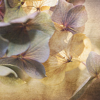 Buy canvas prints of Fading Hydrangea  by Jackie Davies
