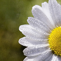 Buy canvas prints of Daisy  by Jackie Davies