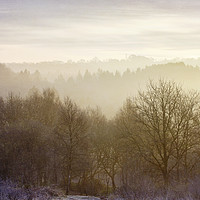 Buy canvas prints of Misty Morning in the Forest by Jackie Davies