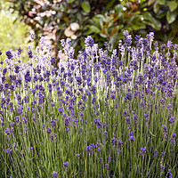 Buy canvas prints of Summertime Lavender  by Jackie Davies